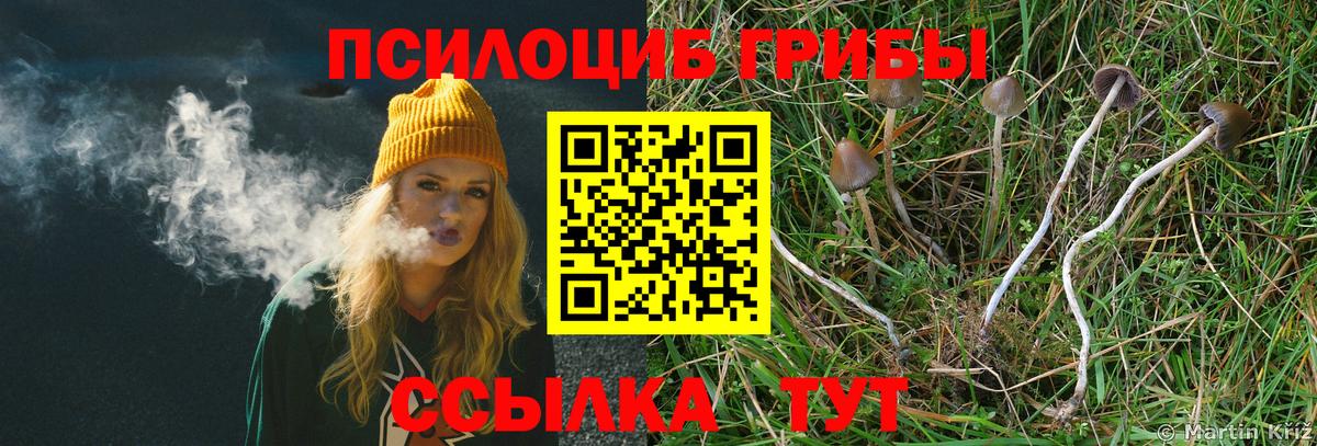 Псилоцибиновые грибы Psilocybine cubensis Черемхово